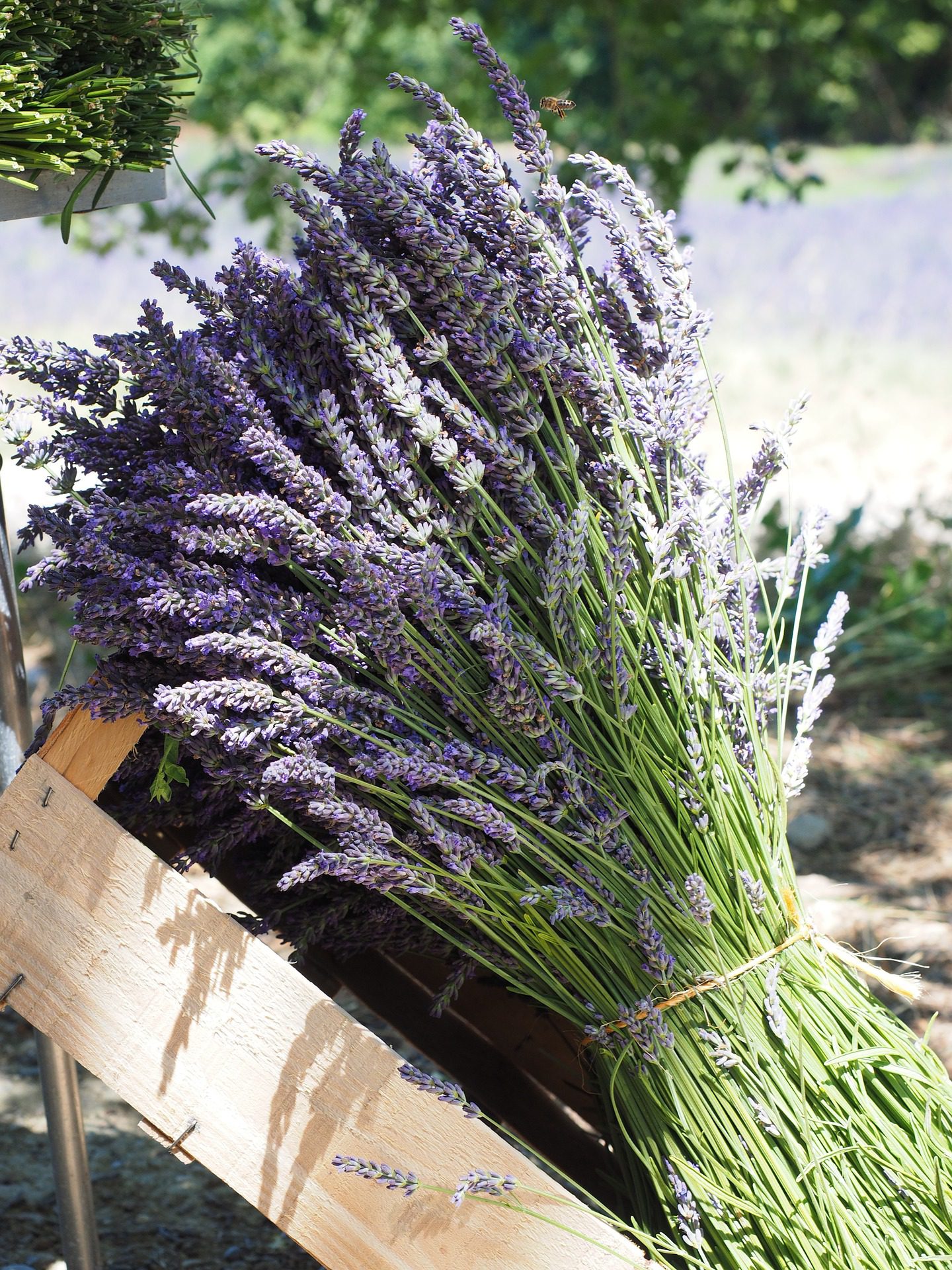 lavender herb